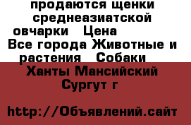 продаются щенки среднеазиатской овчарки › Цена ­ 30 000 - Все города Животные и растения » Собаки   . Ханты-Мансийский,Сургут г.